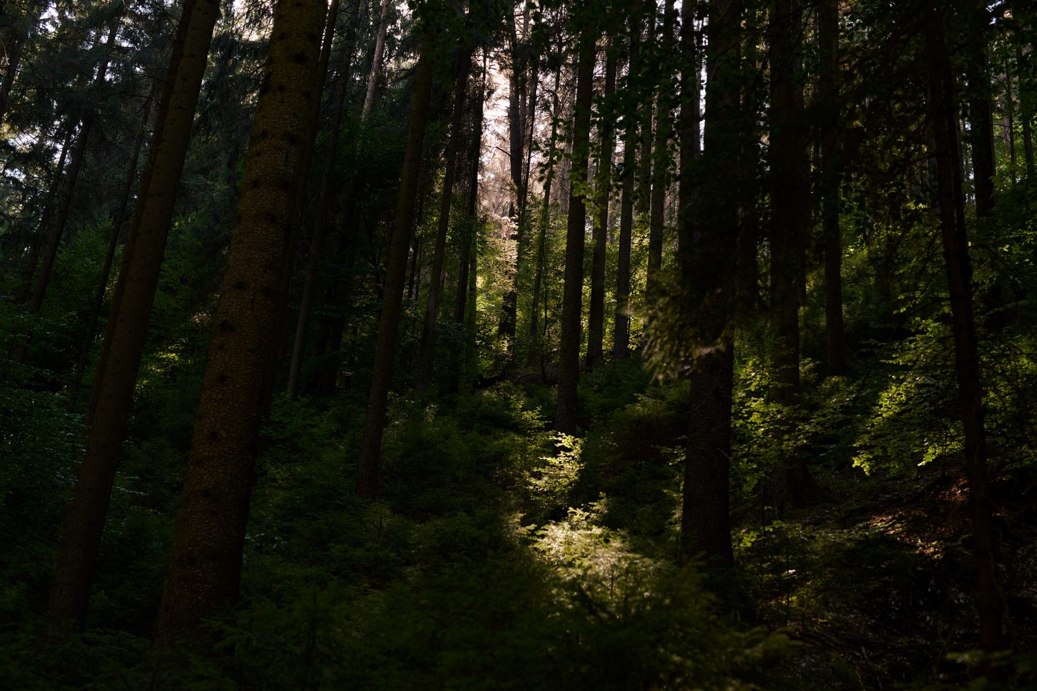 Jan Kopetzky - Elbsandsteingebrige - Portfolio, Outdoor