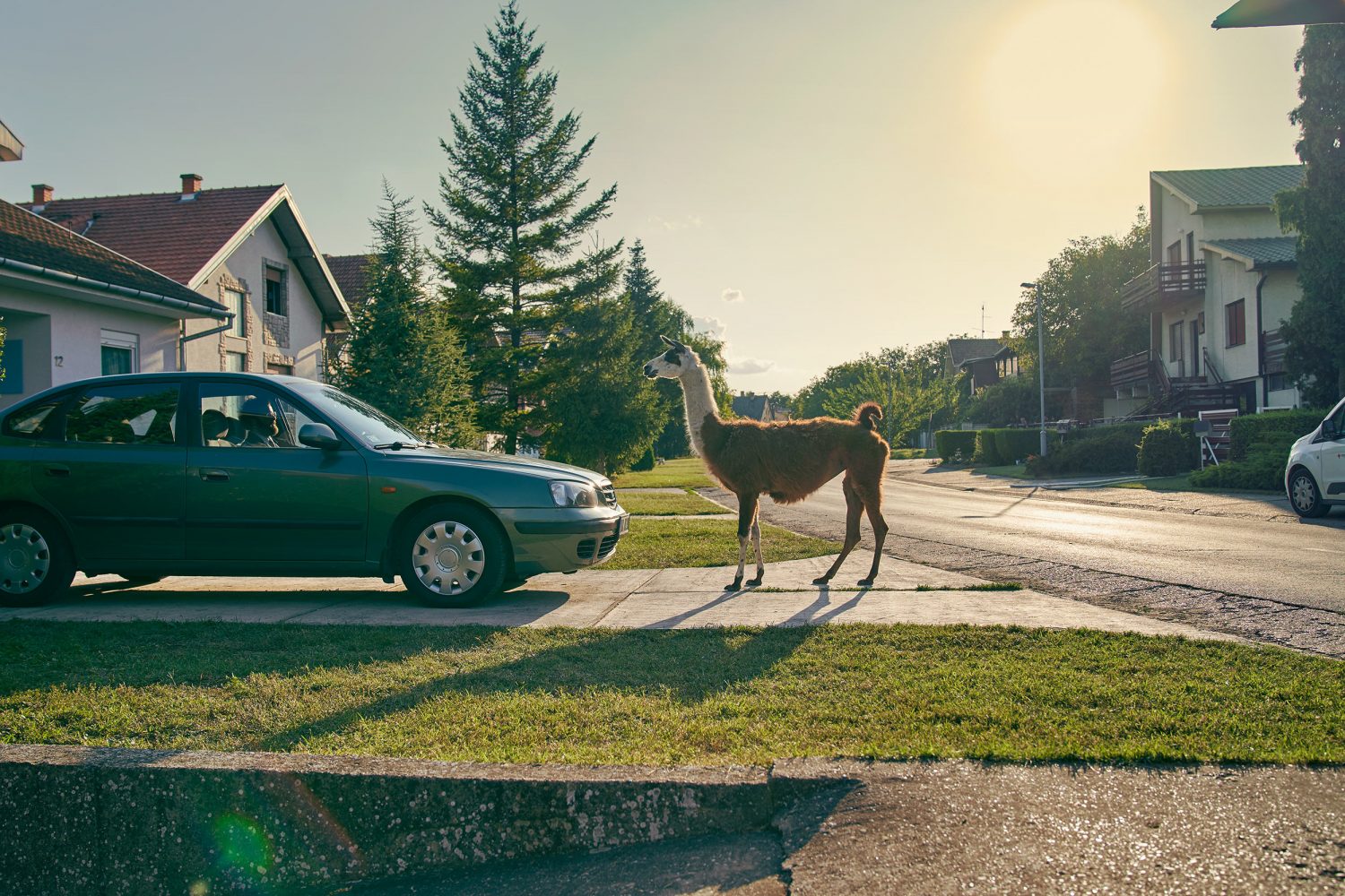 Jan Kopetzky - Lama Drama - Commercial
