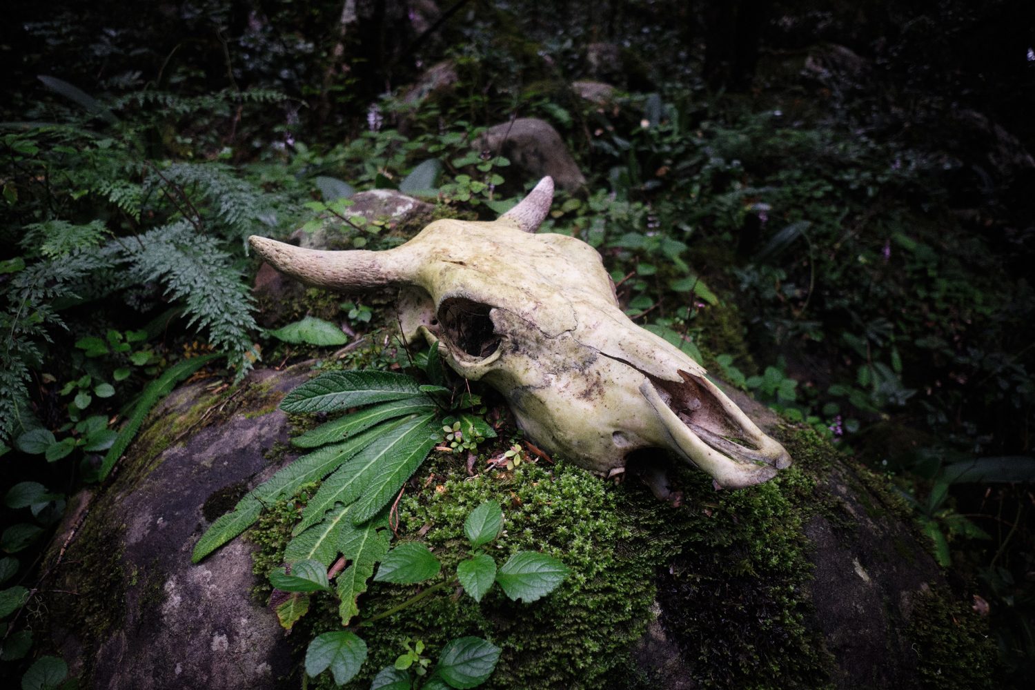 Jan Kopetzky - South Africa’s Toughest Trail - Outdoor