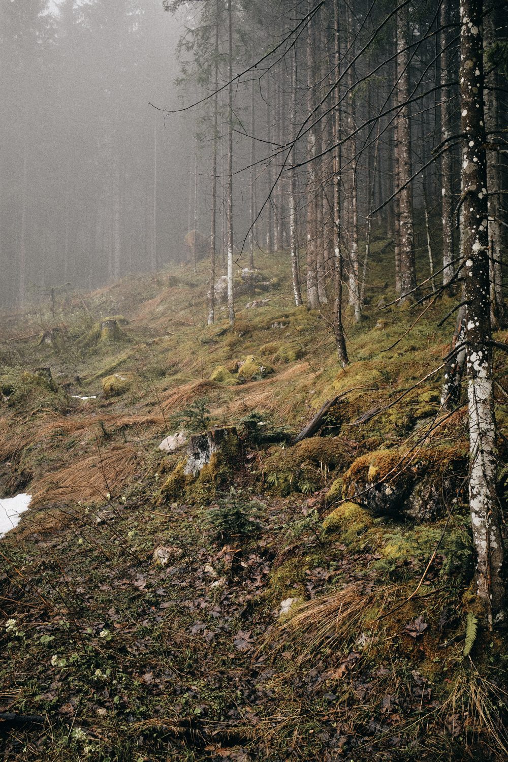 Jan Kopetzky - Misty Morning - Outdoor